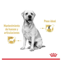 Saquetas Royal Canin Labrador 140g