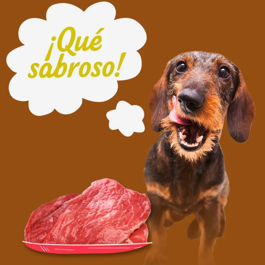 Start Multipack Alimento húmido de frango, vitela e cordeiro em molho para cães Pack Poupança!