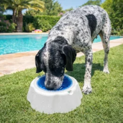 Summer Vibes Cool Bowl Small Comedouro e bebedouro para cães