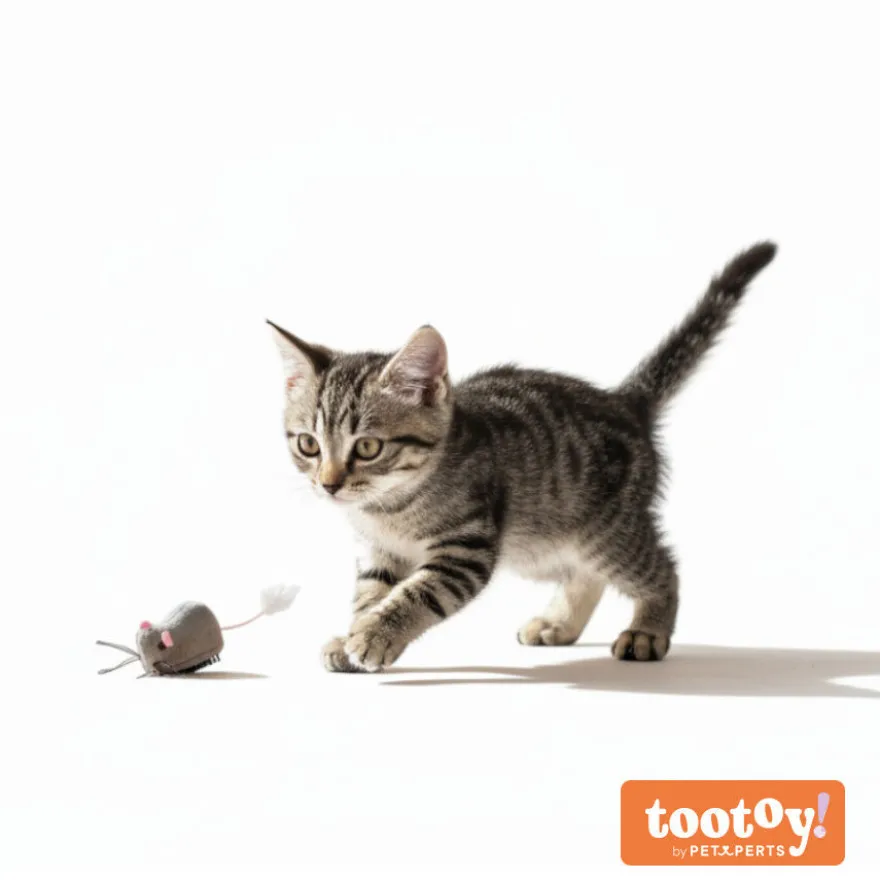 Tootoy! Chase & Play Brinquedo Rato interativo de correr para gato