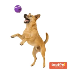 Tootoy! Chase Squeaker Ball Roxo bola de ténis para cães