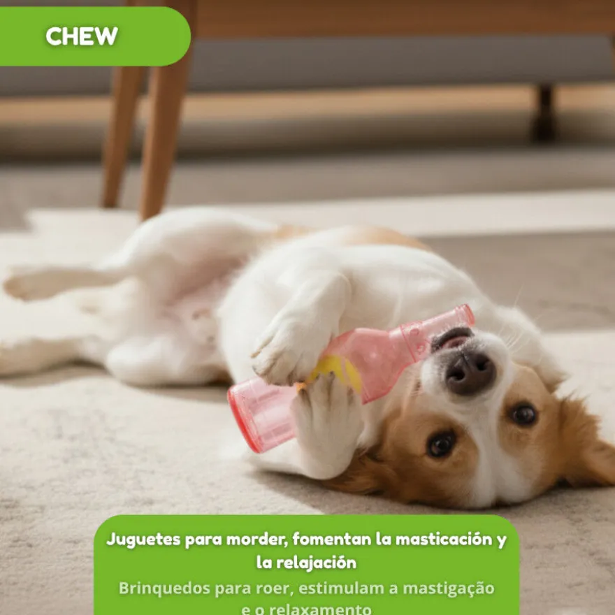 Tootoy! Chew Mordedor garrafa pequena para cães