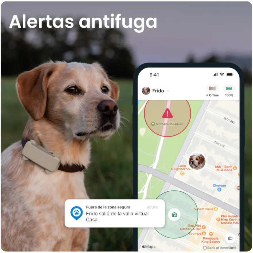 Tractive GPS Dog 6 Rastreador de cães marrom