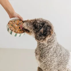 Wild Balance comida húmida BARF natural de porco para cães