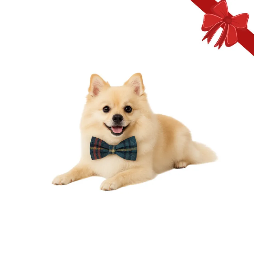 Wonder Christmas Laço natalício azul para Cães